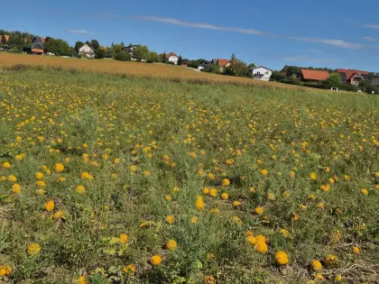Kürbiskerne 2025, 2026 Sorte Rudolf