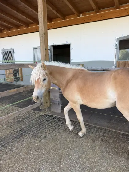 Haflinger