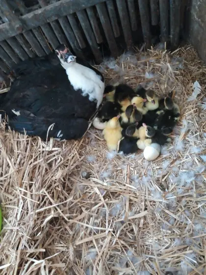 Ente mit 17 Küken zu verkaufen