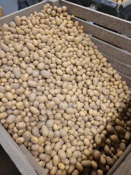 Futterkartoffeln Ditta