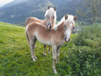 Simba, Haflinger Hengstfohlen