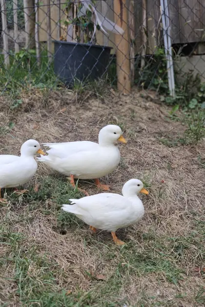 Zwergenten-Pärchen