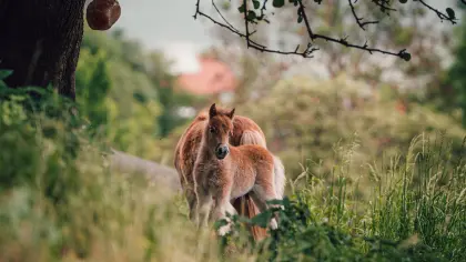 Mini-Shetlandpony-Hengst
