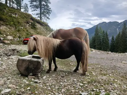 10-jährige Ponystute mit Papieren