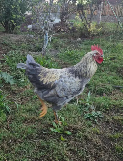 Verkaufe Hahn