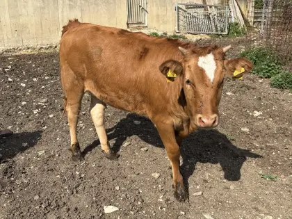 Red Wagyu Kreuzungs-Kalbin