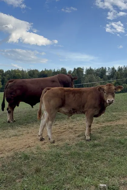 Limousin