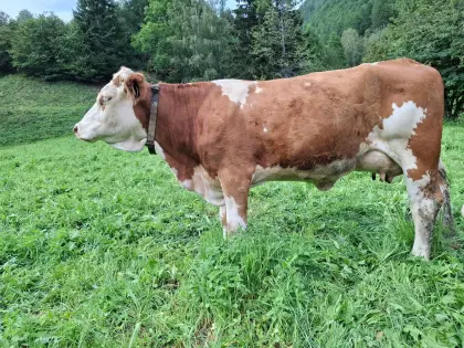 Bio Fleckvieh-Jungkuh