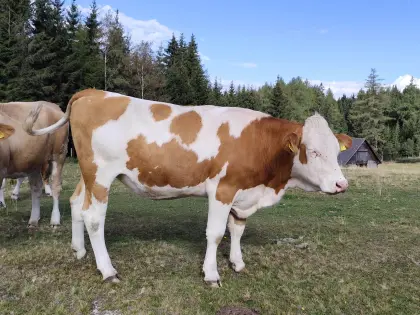 Bio Fleckvieh-Kalbin trächtig