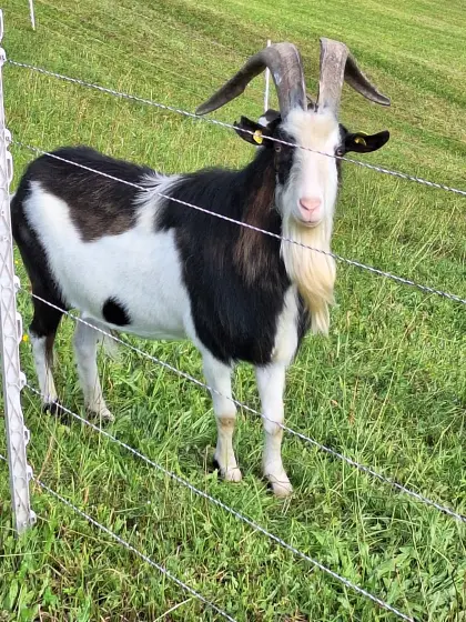 Tauernschecken Bock HB