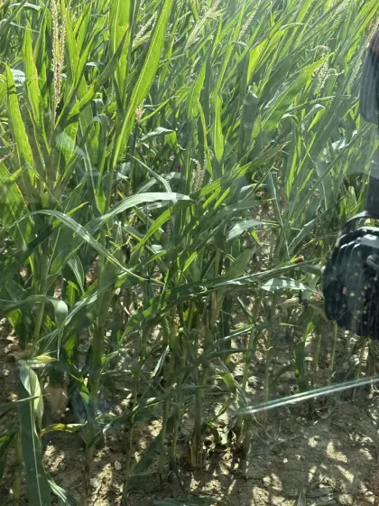 Maissilageballen