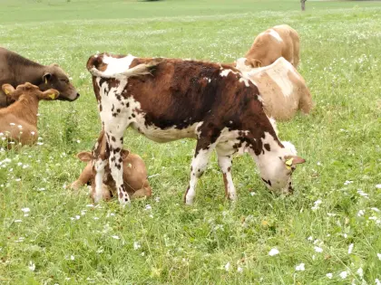 Bio-Kalb, weibl., Normande