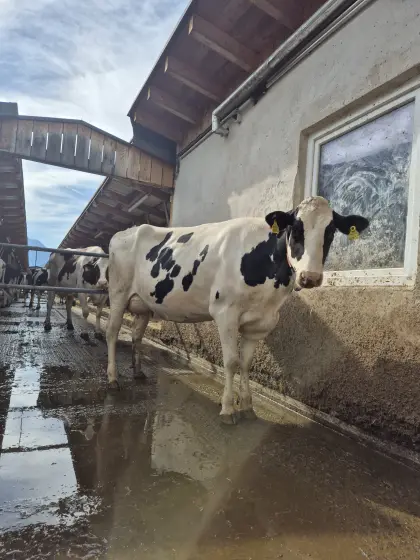 Top Holstein Jungkuh, 35 l, gesext trächtig