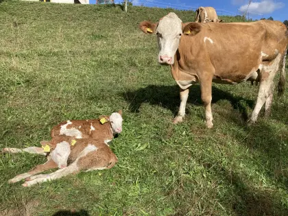 Bio-Mutterkuh mit Zwillingen