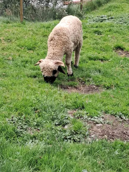 Walliser Schwarznasenschaf-Widder