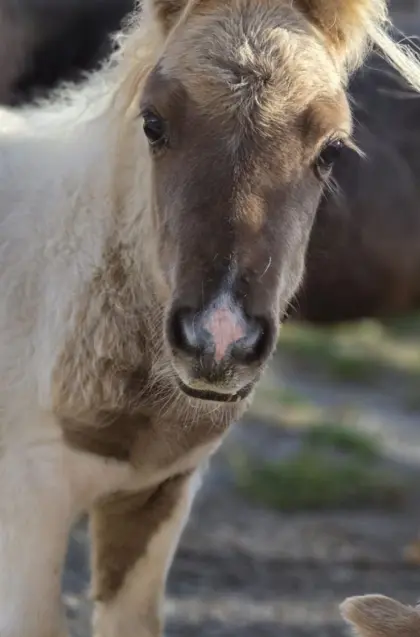 Minipony