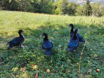 Moschusenten (weiblich und männlich), Schneckenjäger