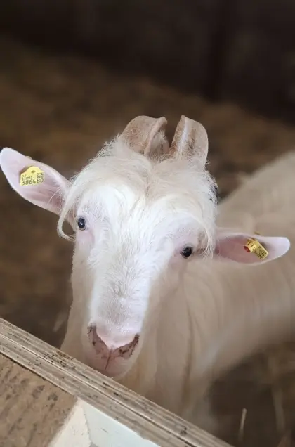 Ziegenbock