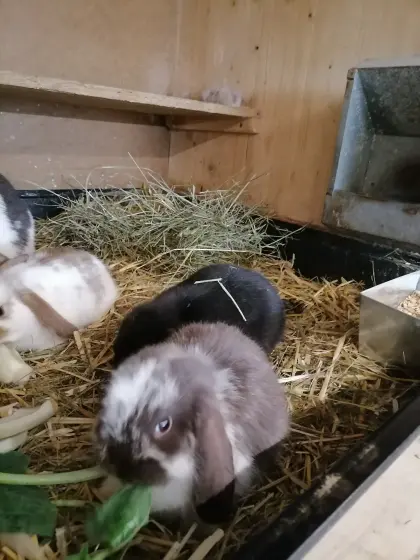 Zwergwidder, Zwergkaninchen