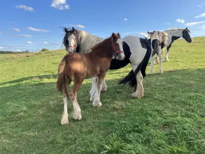 Tinker Irish Cob Fohlen