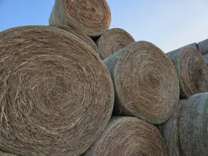 Heu Rundballen, Lkw-weise Lieferung, Preis auf Anfrage