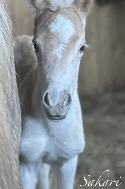 Haflinger Hengstfohlen
