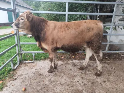 Murbodner Stier genetisch hornlos, Bio