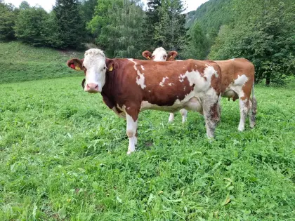 Bio Fleckvieh-Jungkuh