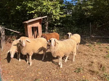 Schafherde für Liebhaber