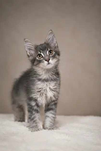 Wunderschöne Maine-Coon-Kätzchen suchen ihr Zuhause