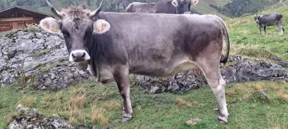 Tiroler Grauviehkalbin, trächtig
