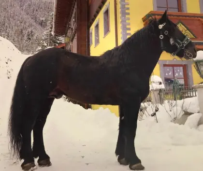 Deckhengst Manitou Nero zu verpachten