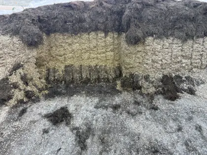 Silage ab Fahrsilo