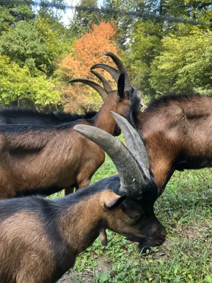 Aosta-Bockkitze