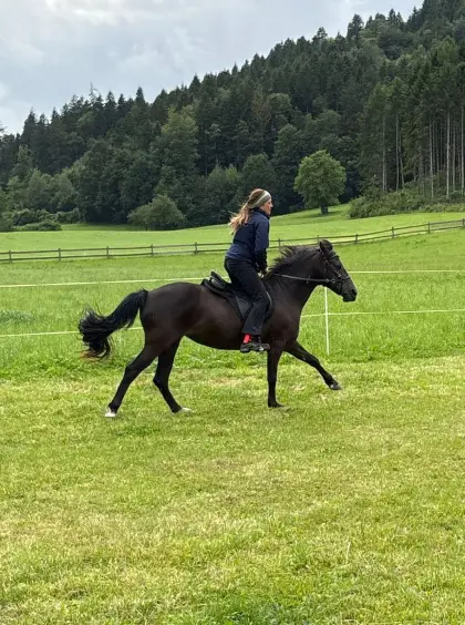 Reitpony