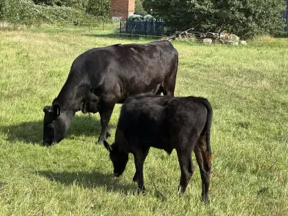 Wagyu Fullblood Bullenkalb, Sohn von Circle8Bulls T338