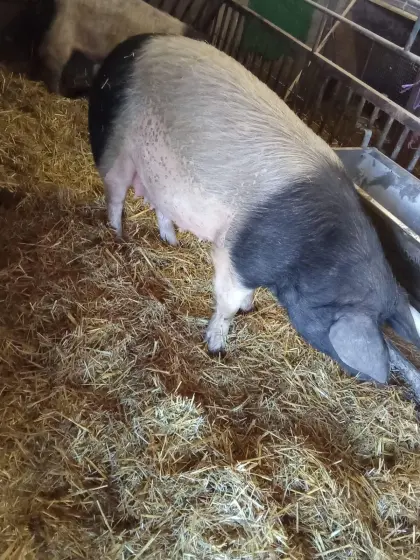 Verkaufe trächtige Schwäbisch-Hällische Zuchtsau