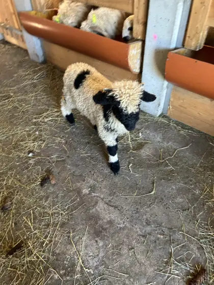 Walliser Schwarznasen-Bock