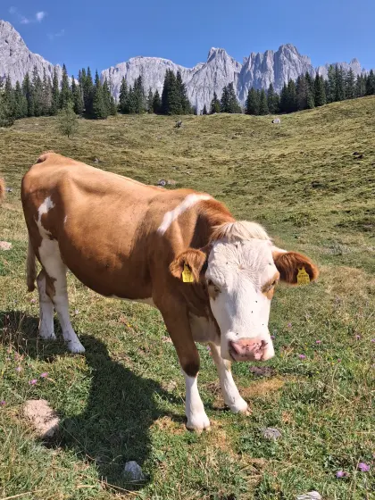 Verkaufe trächtige Fleckviehkalbin