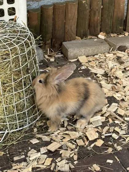 Kaninchen