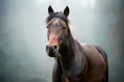 Reitbeteiligung für Quarter Horse-Wallach