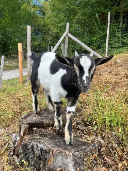 Zwergziegenbock