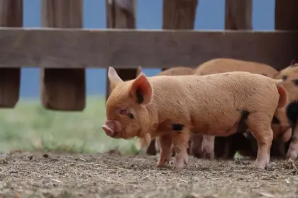 Kune-Kune-Schweinchen abzugeben
