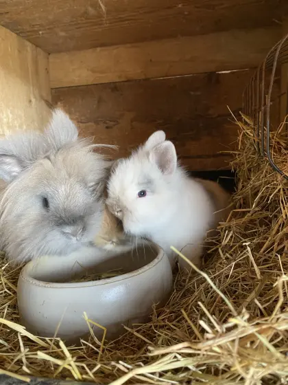 Liebe junge Zwergkaninchen