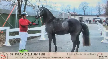 Draxls Sleipnir BB, österr. Warmblut-Hengst