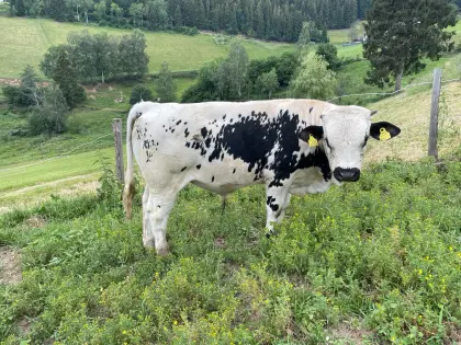 Einsteller