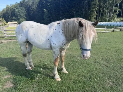 Enzo, 2,5-jähriger Noriker-Hengst