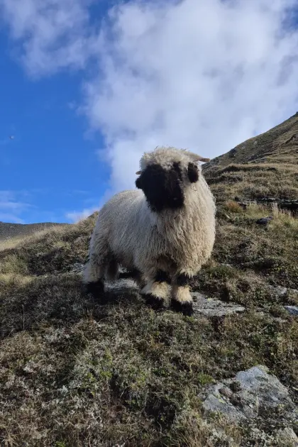 Walliser Schwarznasen-Widder