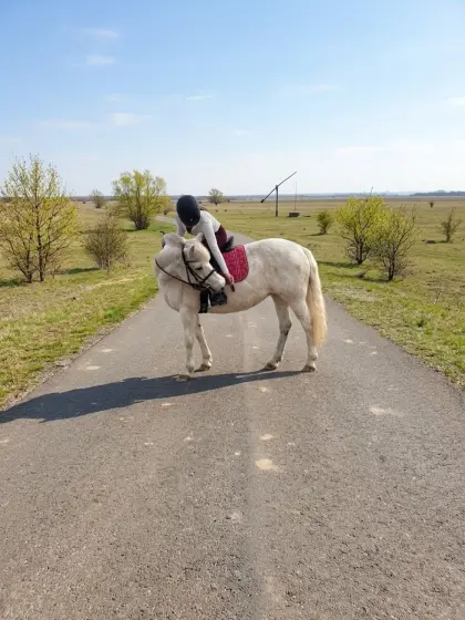 Pony-Stute