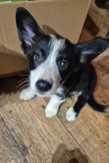 Corgi x Border Collie Rüden